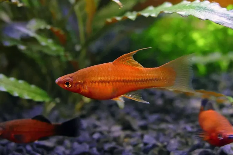 Mečúň mexický oranžový samec