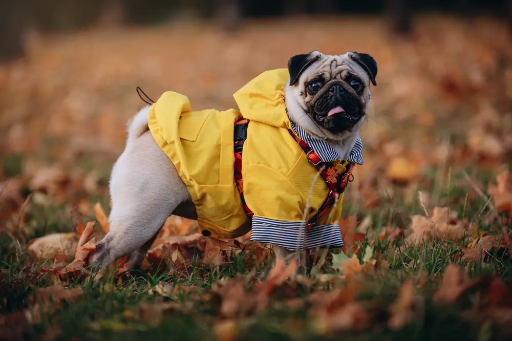 Mops na prechádzane v parku v žltom oblečku