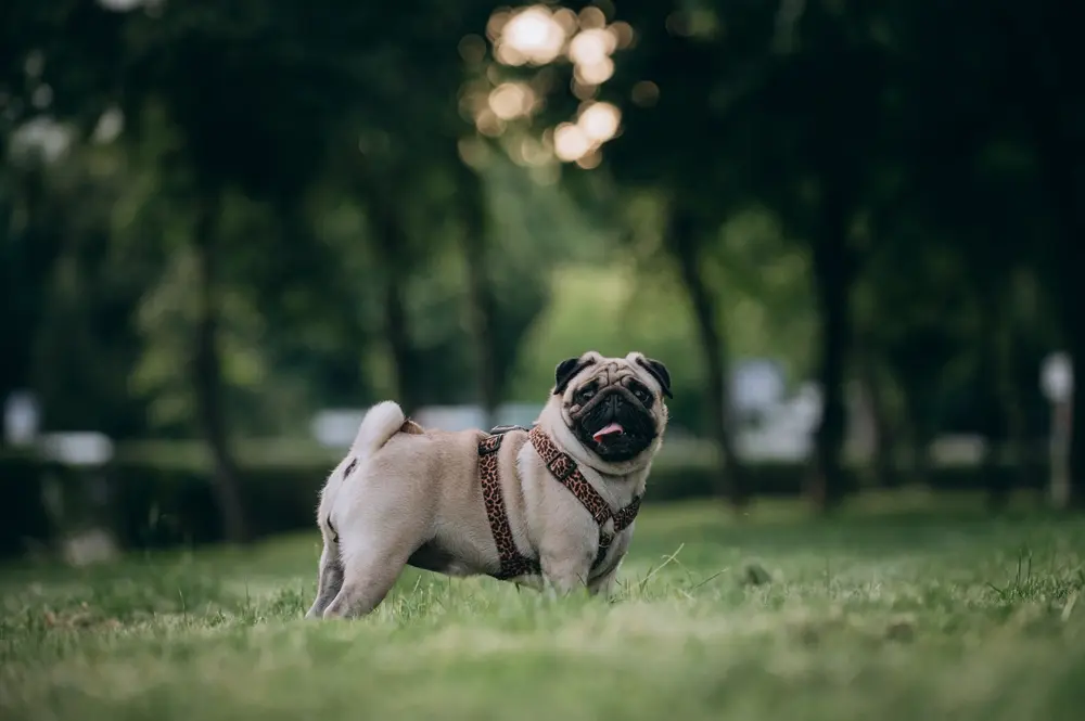 Mops v parku pred lesom