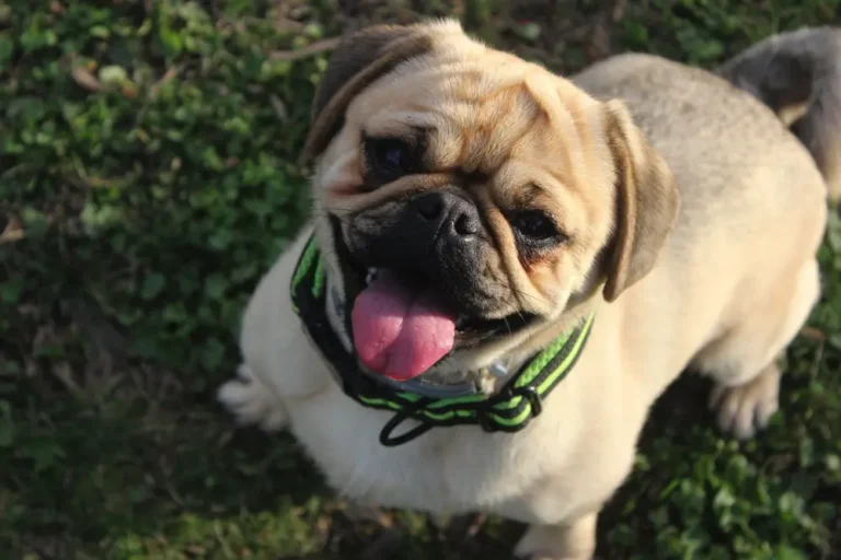 Mops vesly psík s vyplazeným jazykom a s pohľadom hore