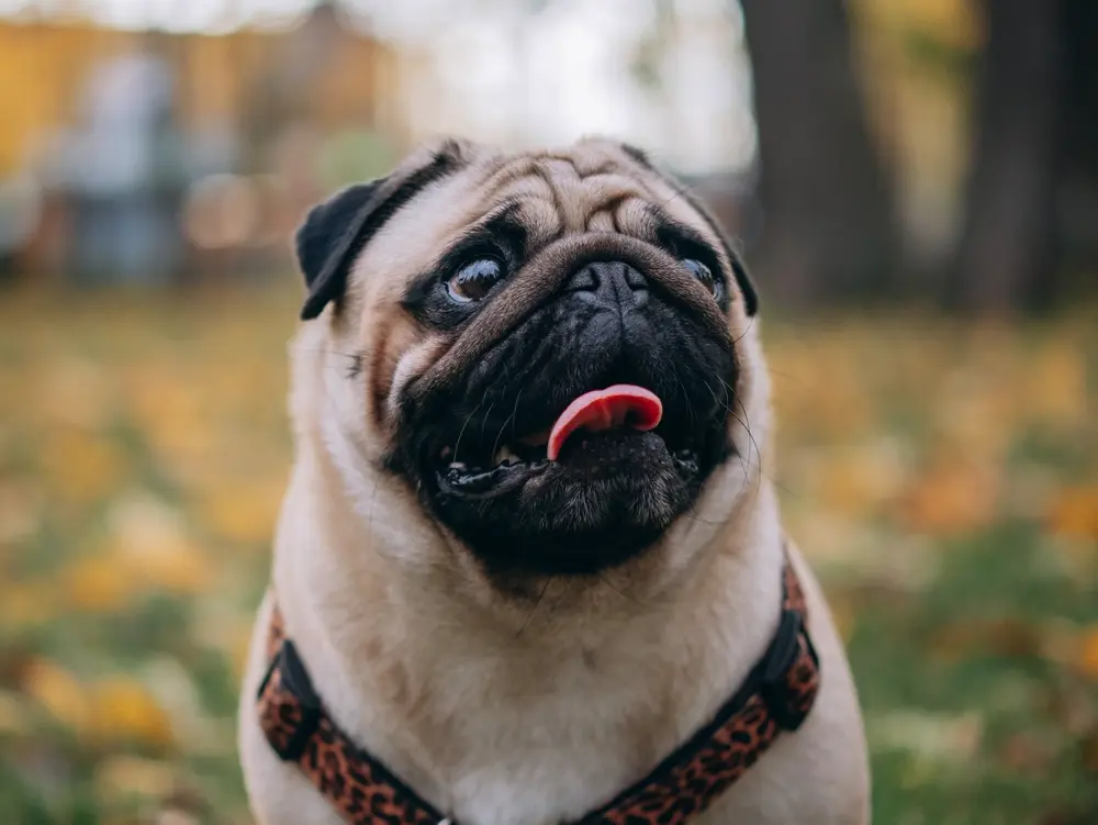 Mops detail hlavy s vyplazeným jazykom