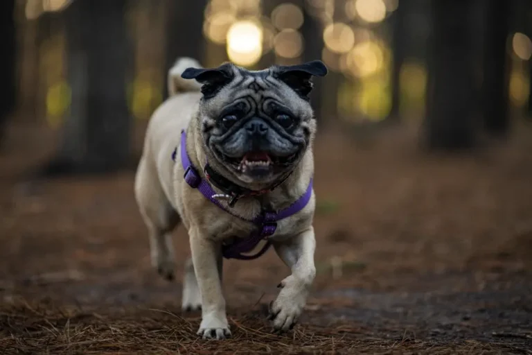 Mops na prechádzke v lese na chodníku
