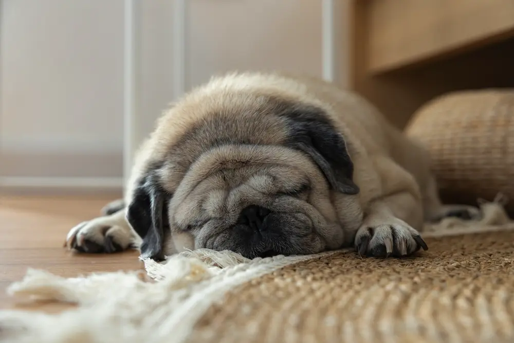 Mops v byte spí na koberci