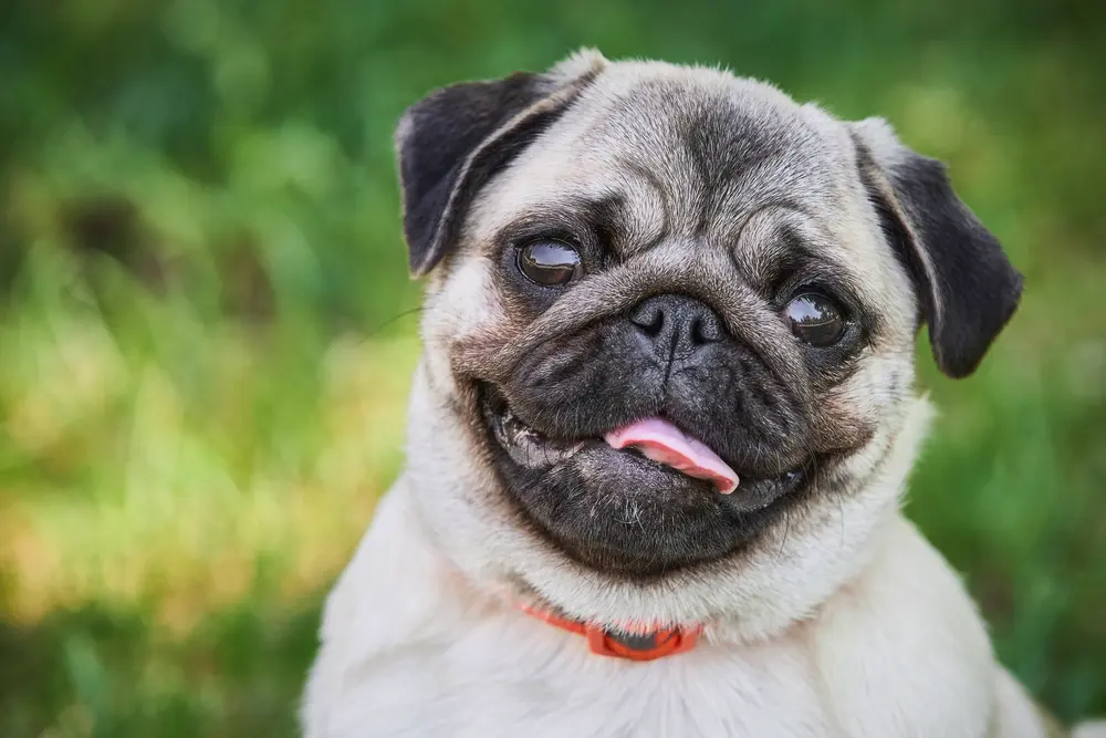 Veselí Mops s vyplazeným jazykom