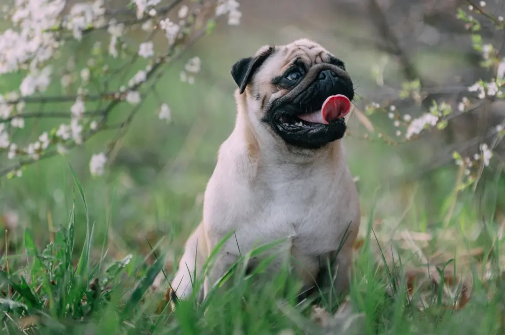 Mops v záhrade v pozadí rozkvitnuté ovocné stromi