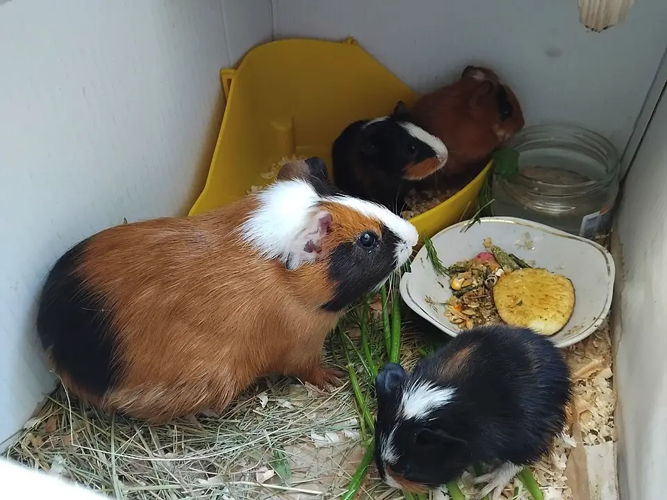 Morča domáce v skupinke vo výbehu na záhrade