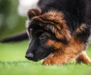 Nemecký ovčiak umelecký detail hlavy ako stopuje v tráve