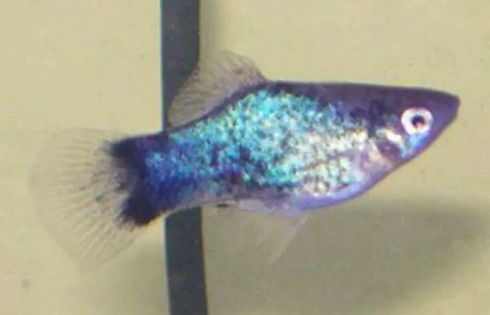 Plata škvrnitá
