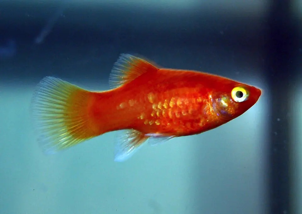 Plata škvrnitá cele červená
