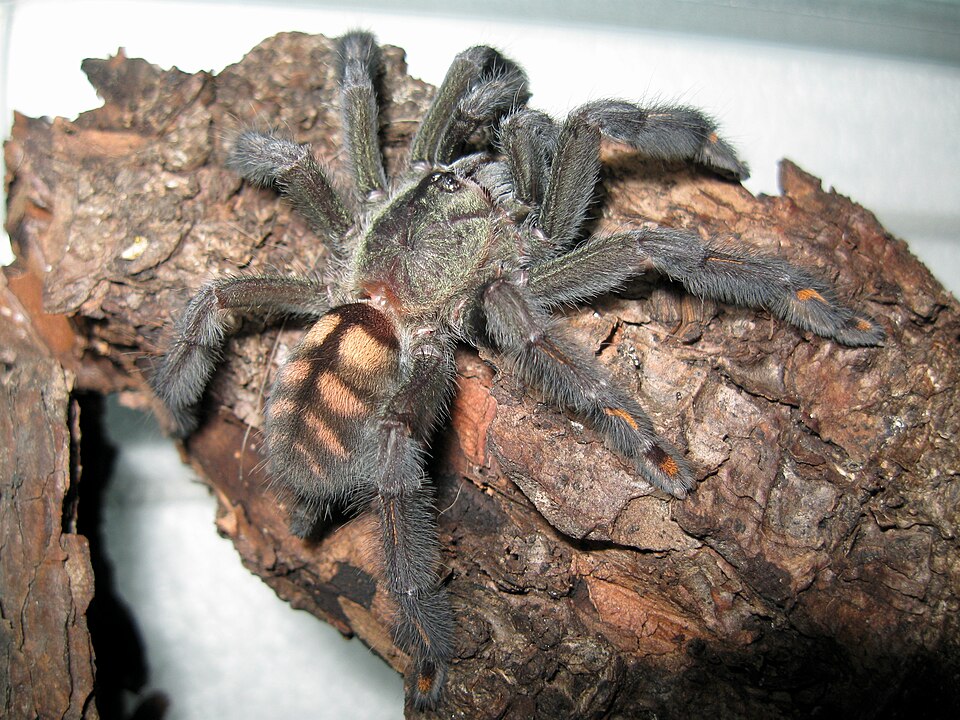 Psalmopoeus irminia na kôre v teráriu