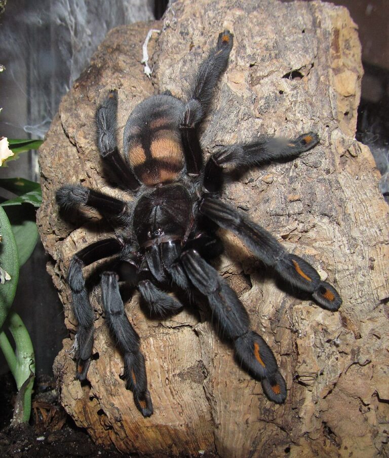 Psalmopoeus irminia na kôre