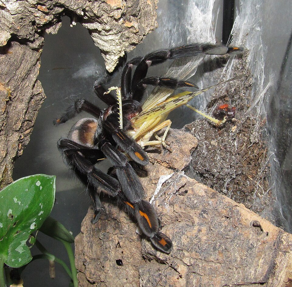 Psalmopoeus irminia pri love svrčka v teráriu