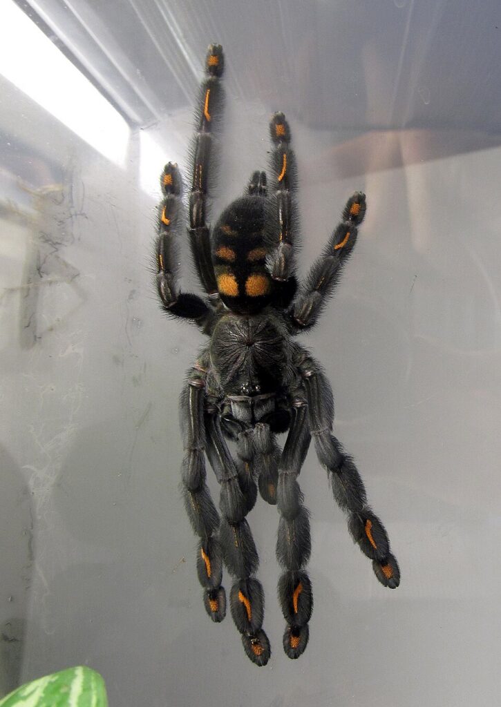 Psalmopoeus irminia v terariu