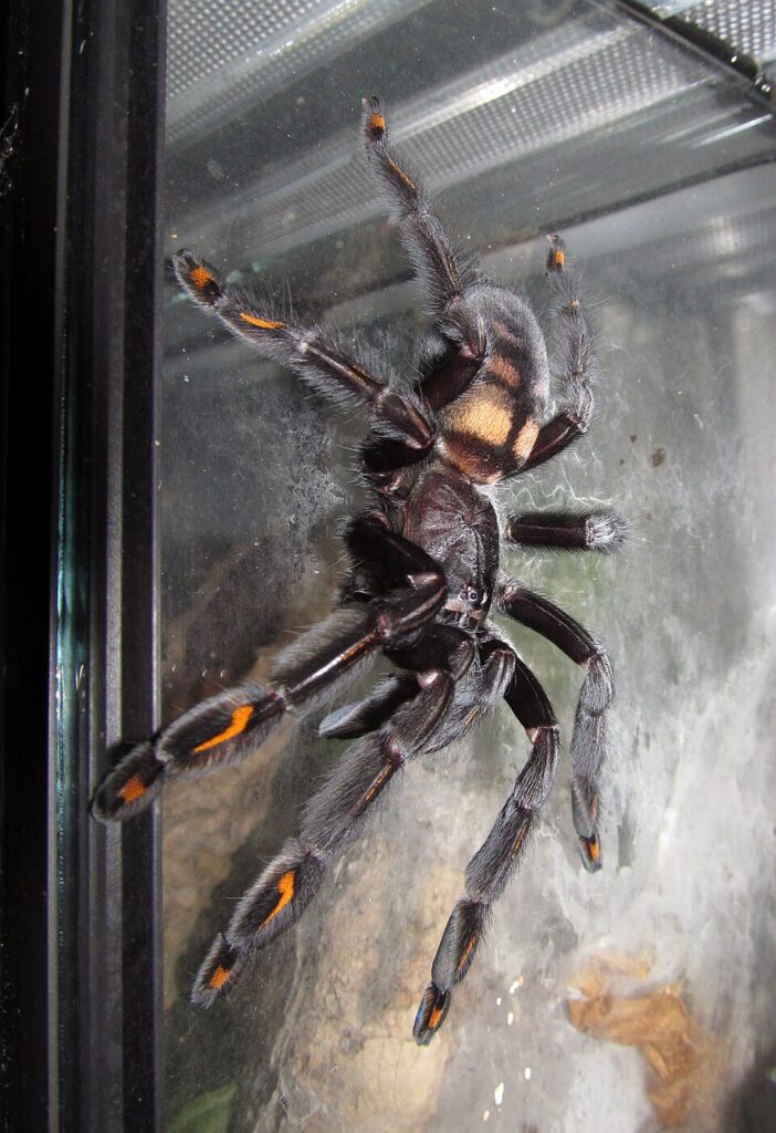 Psalmopoeus irminia na bočnom skle terária