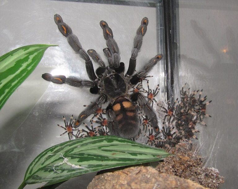 Psalmopoeus irminia v teráriu aj malými pavúkmi
