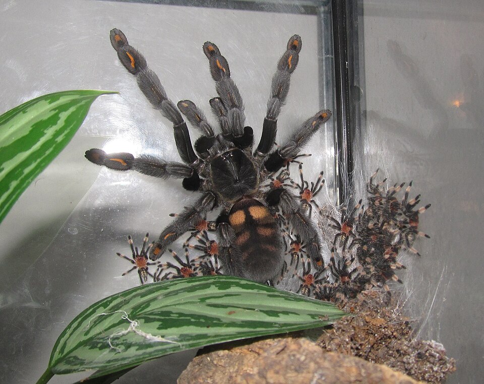 Psalmopoeus irminia v teráriu aj malými pavúkmi