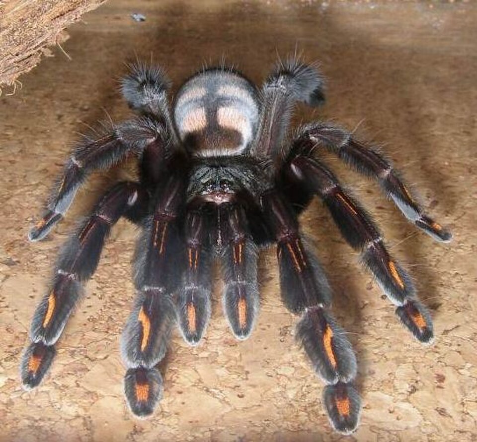 Psalmopoeus irminia detail pavúka na korku