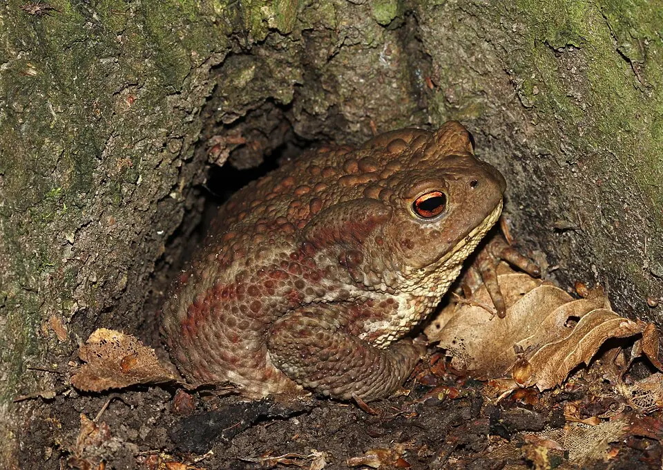 Ropucha bradavičnatá v prírode