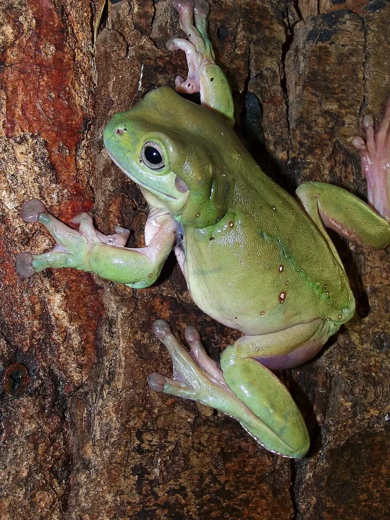 Rosnička Whiteova na kmeni stromu