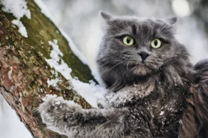 Ruská modrá mačka na strome v zime zapadaná snehom