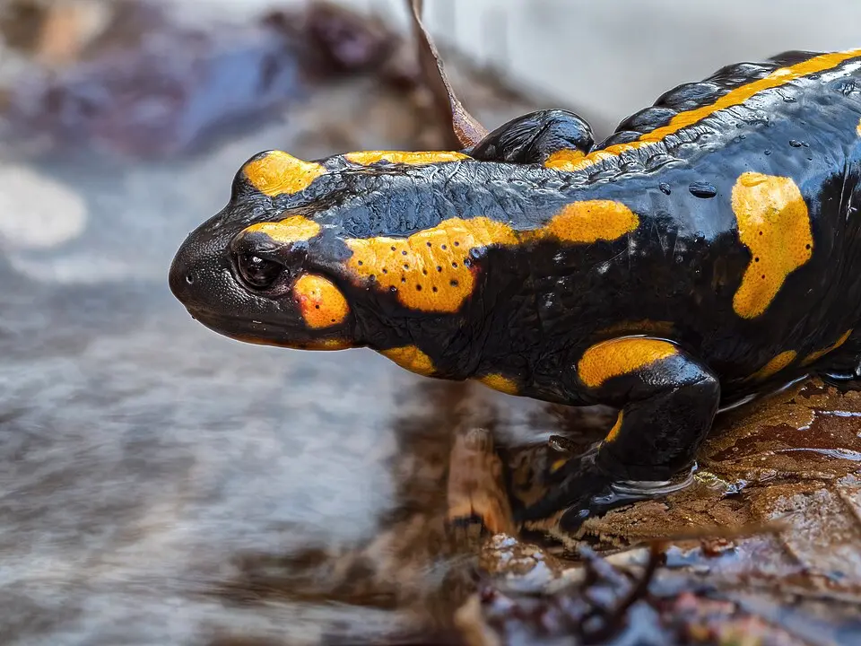 Salamandra škvrnitá detail hlavy z boku v prírode