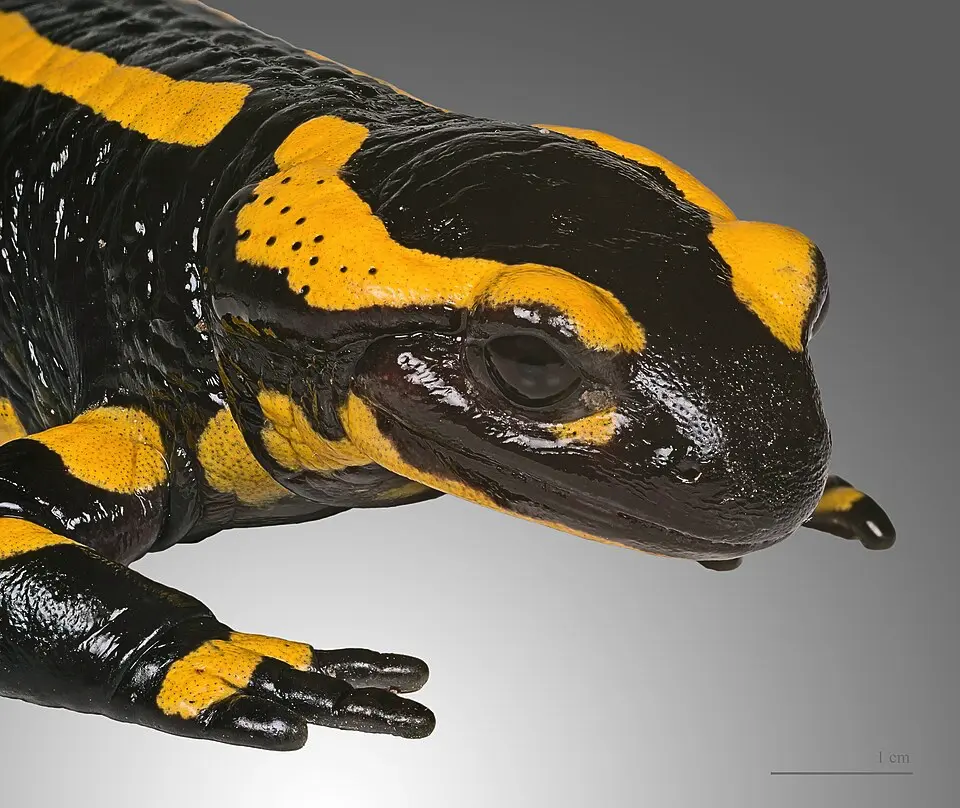 Salamandra škvrnitá umelecký zväčšení detail hlavy