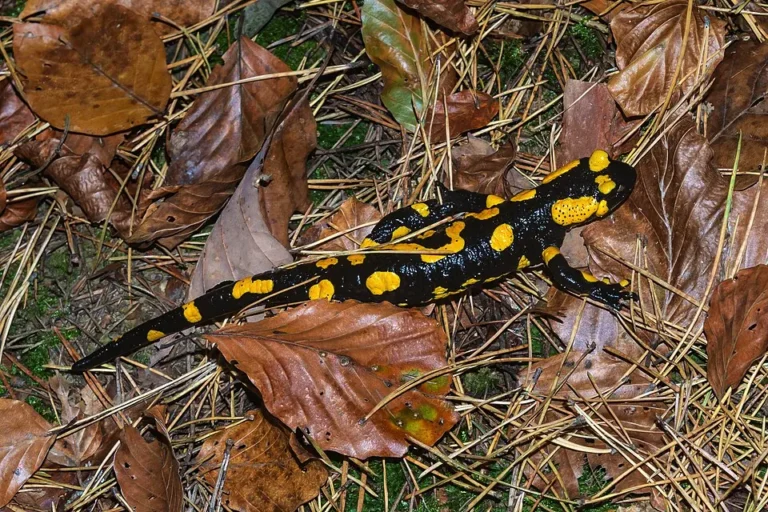 Salamandra škvrnitá na suchých listoch v prírode