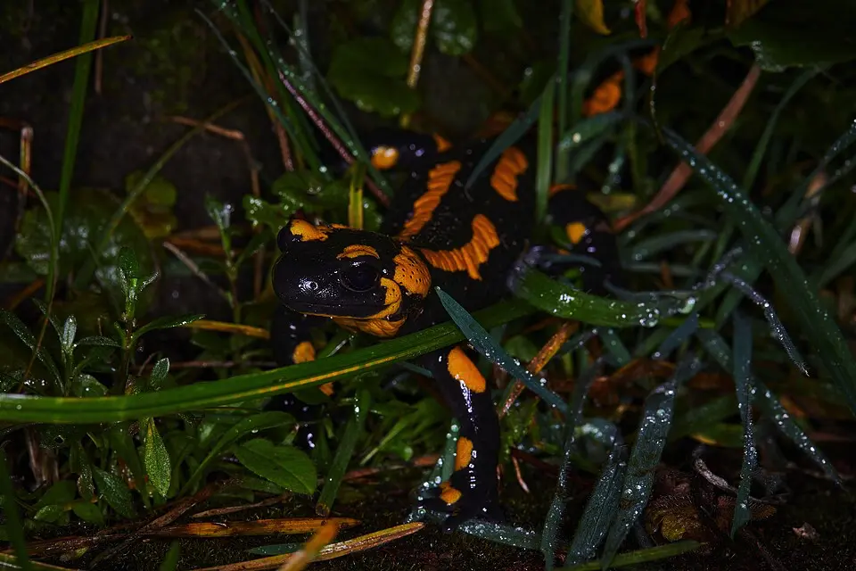 Salamandra škvrnitá v mokrej tráve v noci