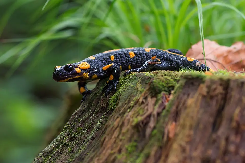Salamandra škvrnitá na suchom pni v prírode