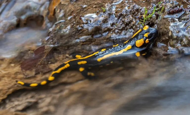 Salamandra škvrnitá vo vode pri brehu