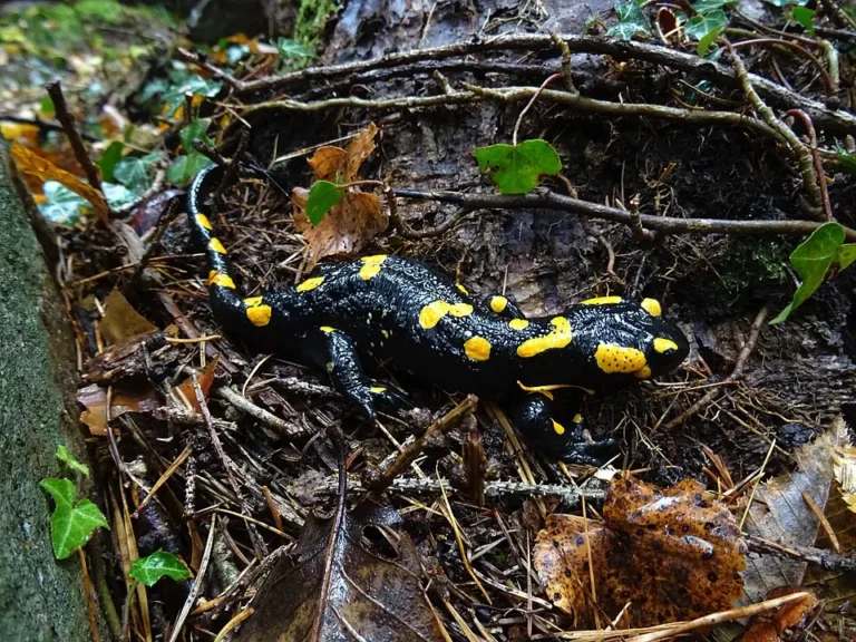 Salamandra škvrnitá v prirode
