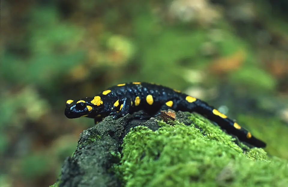 Salamandra škvrnitá na vyvýšenom mieste v prírode