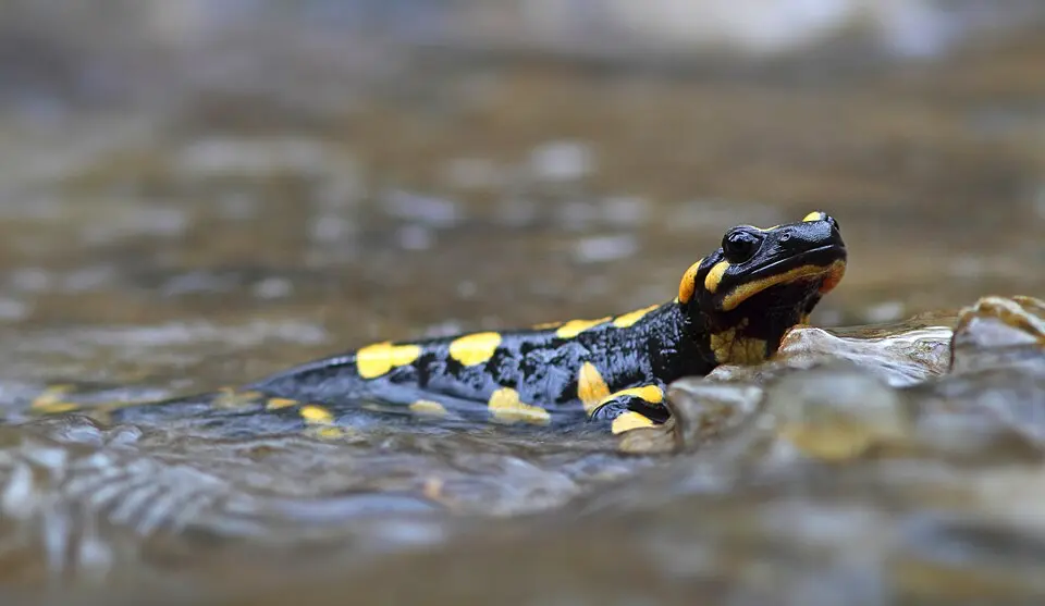 Salamandra škvrnitá vo vode