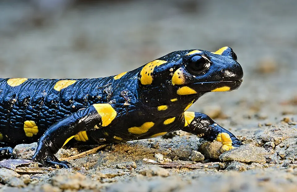 Salamandra škvrnitá detail v prírode z boku