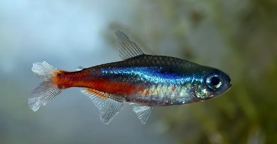 Tetra neónová detail