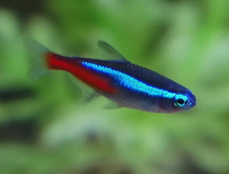 Tetra neónová