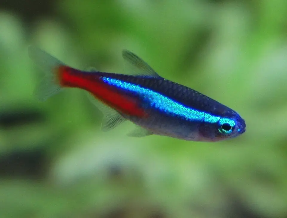 Tetra neónová