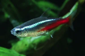Tetra neónová