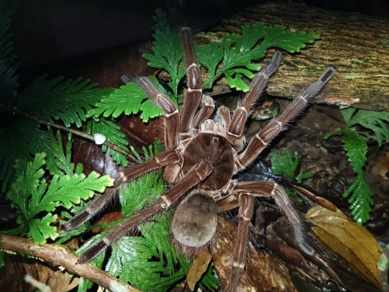 Theraphosa blondi v noci v prírode