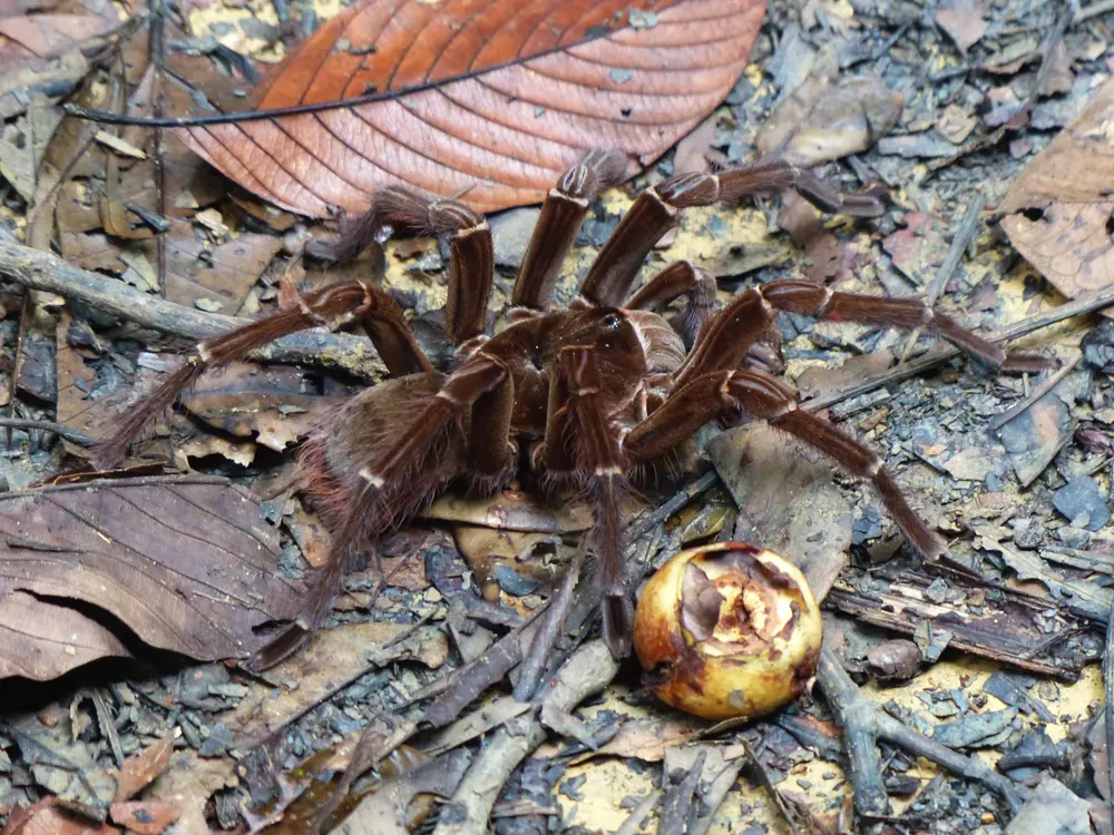 Theraphosa blondi v prírode na zemi