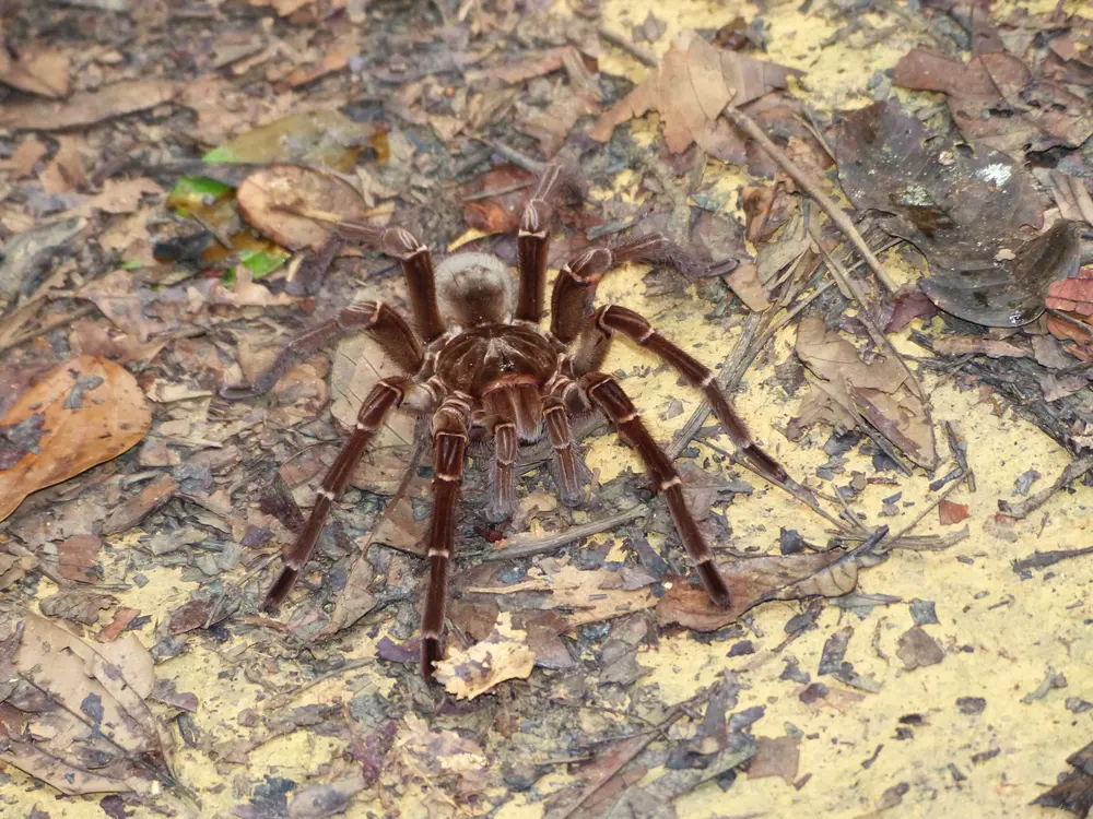 Theraphosa blondi na zemi cez deň v prírode