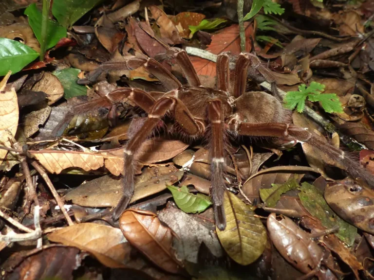 Theraphosa blondi v lese na suchom lístí