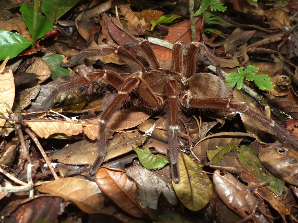 Theraphosa blondi v lese na suchom lístí