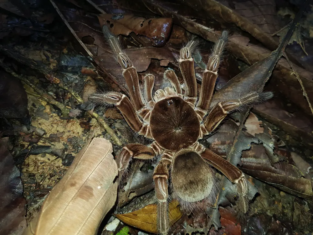 Theraphosa blondi v noci v prírode