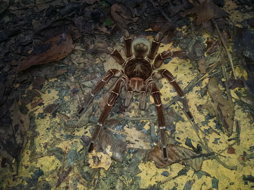 Theraphosa blondi na love v prírode