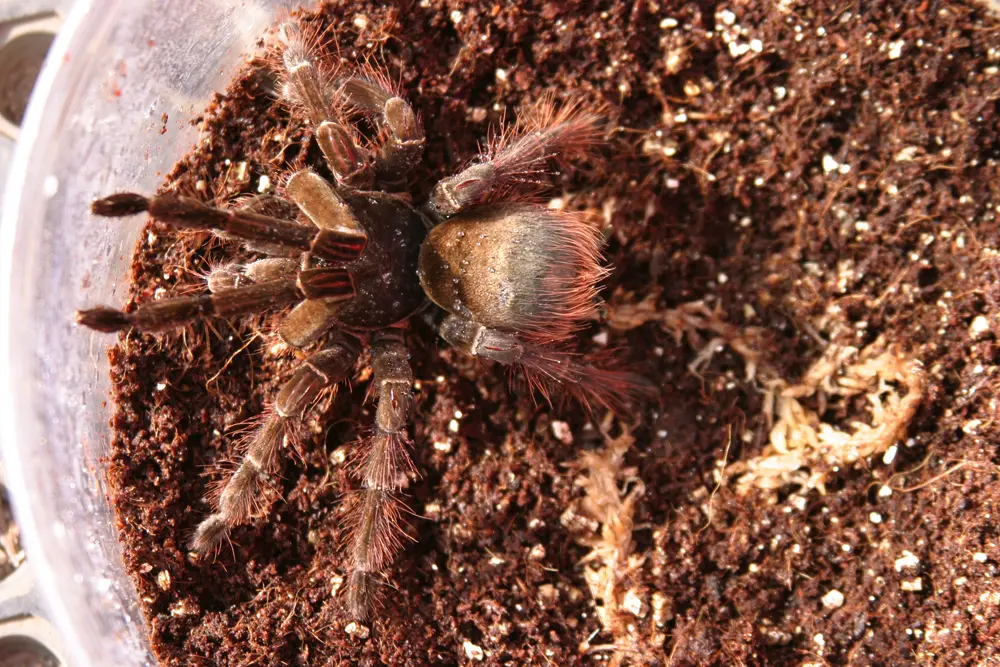 Theraphosa blondi v teráriu