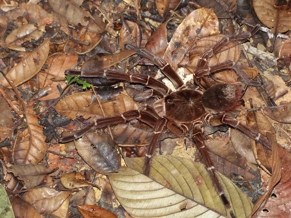 Theraphosa blondi na suhom lístí