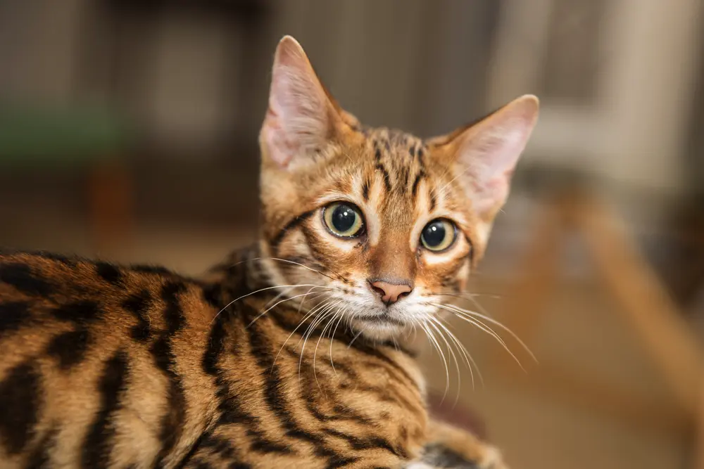 Toyger detail hlavy