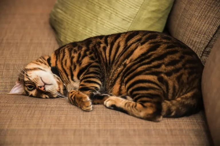 Toyger spiac na pohovke v byte