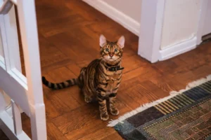 Toyger sediaca medzi dverami pred kobercom